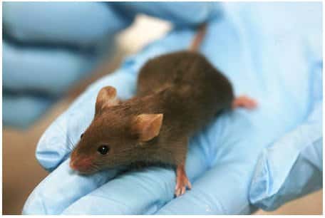 Pour la première fois, les scientifiques sont parvenus à créer des souches de souris capables de ne pas exprimer le gène <em>Sirt1</em> sans mourir. Ainsi, les recherches portant sur le rôle précis de ce gène devraient prendre un autre tournant, car les scientifiques se limitaient aux modèles invertébrés. © Rama, Licence Creative Commons