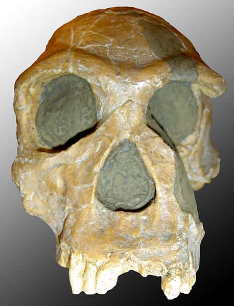 <em>Homo habilis</em>, l'Homme habile, est considéré comme le plus ancien membre du genre humain. Il a vécu entre 2,4 et 1,4 million d'années, en Afrique. Aurait-il été aidé par le gène <em>Srgap2c</em> pour créer l'outil ? © 120, Wikipédia, cc by sa 3.0