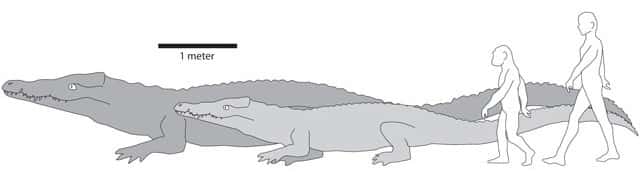 <em>Crocodylus thorbjarnarsoni </em>(gris foncé)<em> </em>était bien plus grand que les crocodiles actuels (par exemple <em>Crocodylus niloticus </em>; gris clair). Par comparaison, nos ancêtres de l'époque, bien plus petits que nous, ne faisaient pas le poids. La barre d'échelle représente un mètre. © Christopher Brochu
