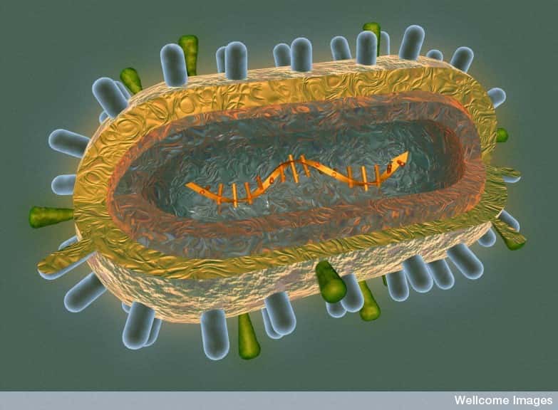 L'épidémie de grippe A(H1N1) a fait environ 14.000 victimes en 2009. Le virus se constitue d'un brin d'ADN bien à l'abri au centre de la particule, mais aussi de protéines antigéniques : l'hémagglutinine et la neuraminidase. © Anna Tanczos, Wellcome Images, Flickr, cc by nc nd 2.0