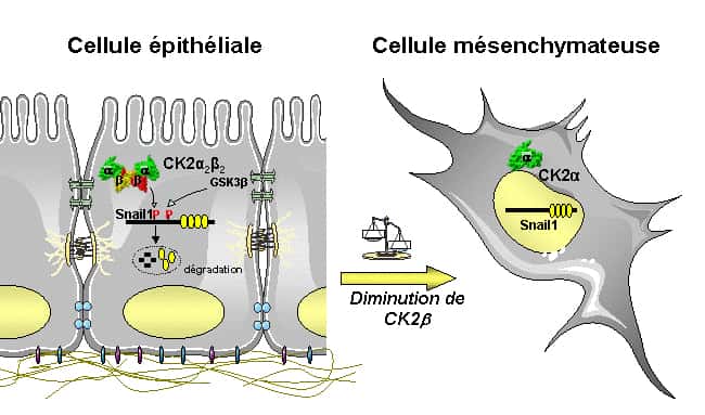 Le facteur Snail1, présent sous sa forme phosphorylée, est dégradé en permanence dans les cellules épithéliales. Lorsque CK2 est inactivée à cause d'une altération, elle n'assure plus son rôle de phosphorylation. L'EMT s'active, la transformation en cellule mésenchymateuse se produit. © A. Deshiere, O. Filhol-Cochet