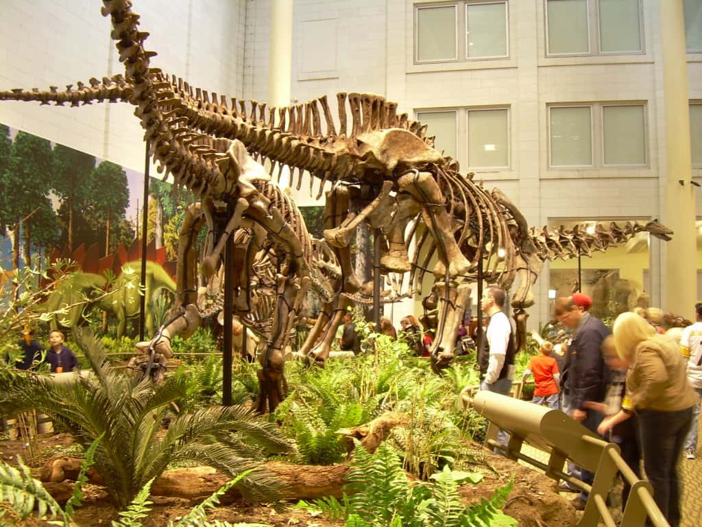 Un <em>Allosaurus fragilis</em> à la poursuite d’un <em>Apatosaurus louisæ </em>au sein du musée de Carnegie. Ce dinosaure herbivore pouvait atteindre une longueur de 22 mètres et devait peser environ 20 tonnes. © Kordite, Flickr, CC by-nc 2.0