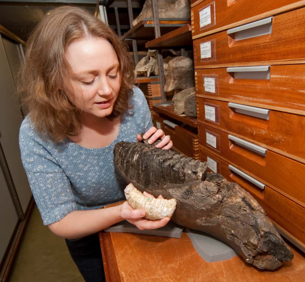 Victoria Herridge compare deux molaires appartenant respectivement à un mammouth de taille classique (pouvant atteindre une taille de 5 mètres au garrot) et à un spécimen nain (dans sa main). © <em>The Natural History Museum, London</em>