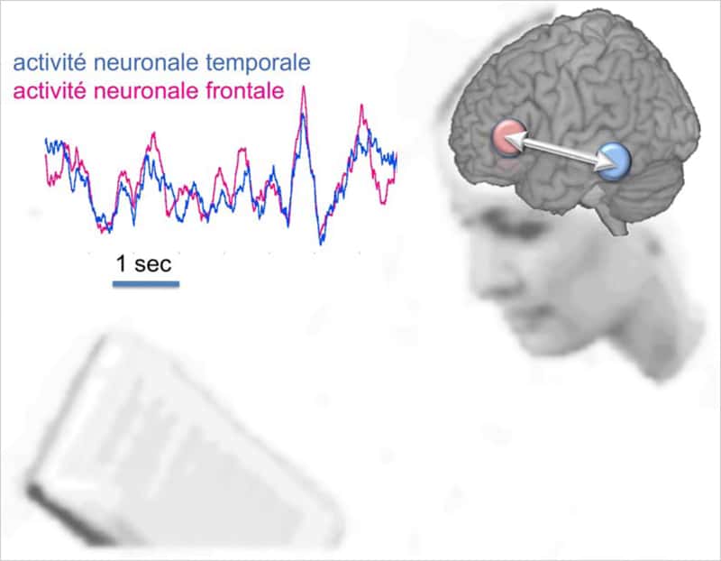 Ce schéma illustre les fluctuations de l'activité électrique haute fréquence produite par les neurones des régions temporale (bleu) et frontale (rose) de l'hémisphère gauche du cerveau lors de l'analyse de chaque phrase. © Inserm