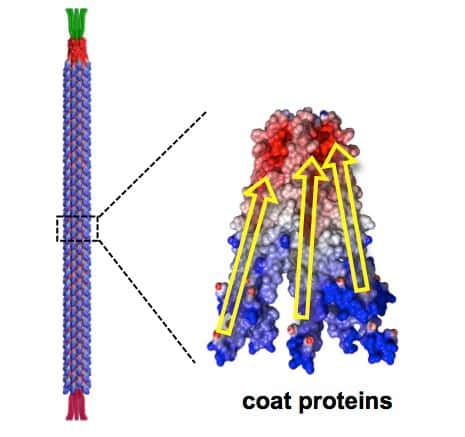 Le bactériophage M13 (représenté à gauche sur ce schéma) mesure 880 nanomètres de long et présente un diamètre de 6,6 nanomètres. Il est recouvert de 2.700 protéines chargées (à droite ; <em>coat proteins</em>). Leur déformation grâce à un procédé mécanique permet de générer du courant. Vu ses dimensions, ce matériel d'origine biologique pourrait être utilisé pour concevoir des nanogénérateurs. © <em>Berkeley Lab</em>
