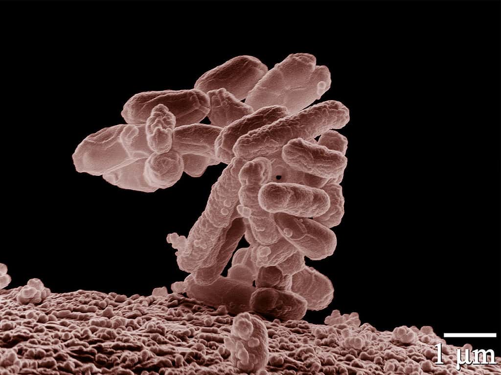 La fameuse <em>Escherichia coli</em>, la bactérie très utilisée dans la recherche biologique, se retrouve dans notre flore intestinale et contribue à notre digestion. Elle et ses consœurs pourraient nous préserver des allergies. Un bel exemple de symbiose ! © Erir Erbe, <em>Agricultural Research Service</em>, Wikipédia, DP