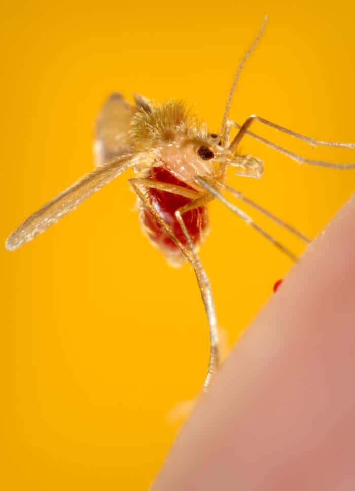 Le phlébotome, un petit moustique, est le vecteur du parasite à l'origine de la leishmaniose. Celui-ci s'est gavé de sang, comme le révèle la couleur de son abdomen, normalement transparent. © Franck Collins, CDC, DP