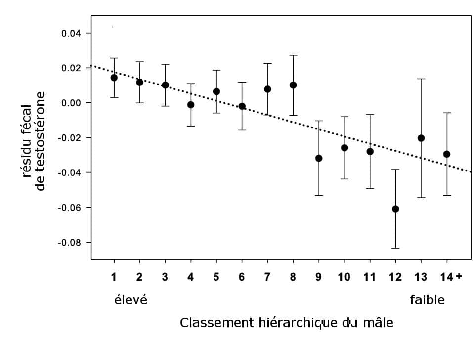 Indicateur de la quantité de testostérone présente dans les fèces des mâles, selon leur classement hiérarchique. © Guesquière <em>et al.</em>, 2011