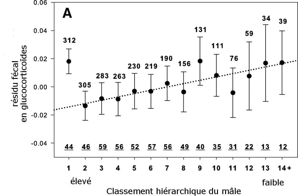Indicateur de la quantité de glucocorticoïdes présente dans les fèces des mâles babouins. On voit que le mâle alpha (1) a une quantité de résidus similaire à celle de mâles en bas de l'échelle (9 à 14). Les nombres soulignés indiquent le nombre de mâles étudiés. Les nombres au-dessus des points représentent le nombre de mois d'étude. © Guesquière <em>et al.</em>, 2011