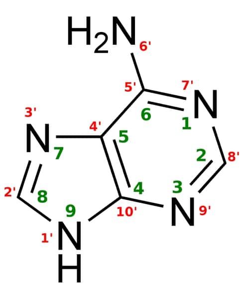 Voici la représentation simplifiée de l'adénine, constituant de l'ADN et de l'ARN. Les auteurs de cette étude ont montré que l'atome d'azote en position 6' pouvait se méthyler, c'est-à-dire qu'il était coiffé par un groupement CH<sub>3</sub> en lieu et place d'un des deux atomes d'hydrogène (groupe H<sub>2</sub>). © Robin Leclercq, Wikipédia, DP
