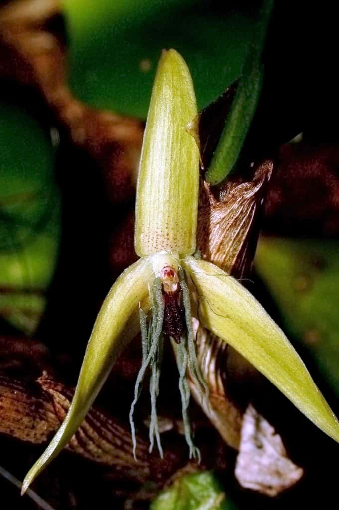 Les fleurs de <em>Bulbophyllum nocturnum </em>sont relativement petites et vivent peu longtemps. Elles s’ouvrent vers 22 h 00 et se ferment le matin suivant. © Jaap Vermeulen