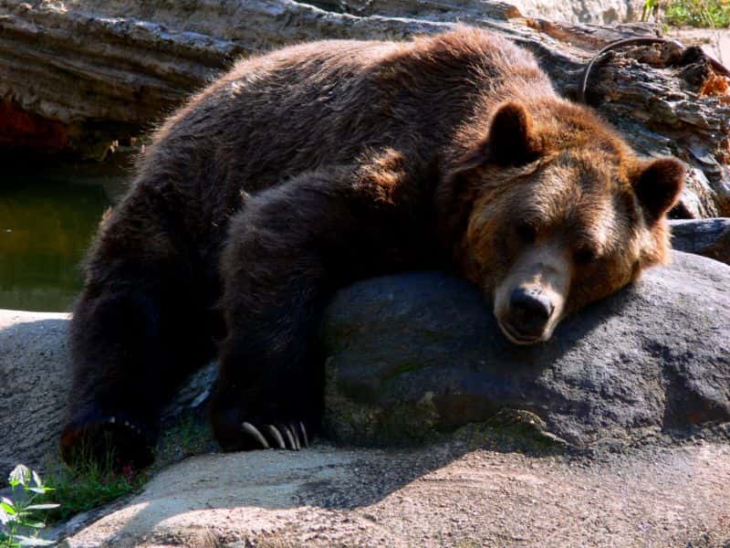 Ce grizzly a l'air d'avoir d'autres préoccupations que de s'intéresser aux règles des femmes. © Pogrebnoj Alexandroff, Wikipédia, cc by 1.0