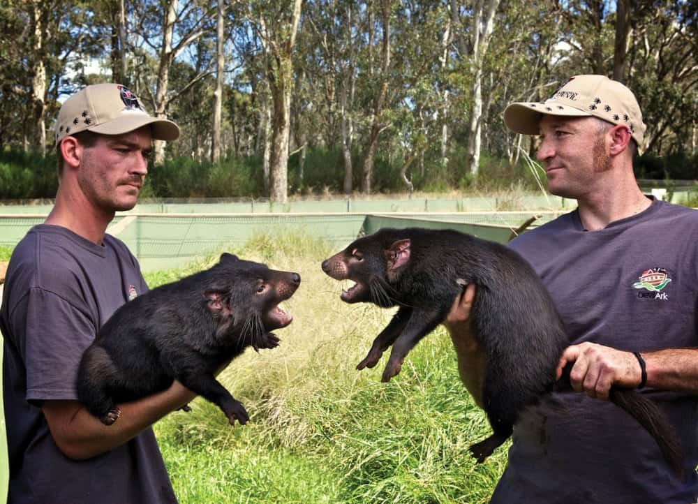Deux diables de Tasmanie dans les bras de soigneurs. Les mâles sont très agressifs entre eux. © Devil Ark