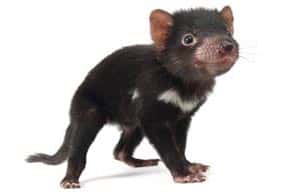 Un diable de Tasmanie très jeune. C'est un mammifère marsupial, donc plus proche d'un kangourou que d'un chien ou d'un rongeur. © Devil Ark