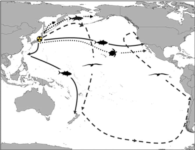 Le logo jaune indique le lieu de la catastrophe de Fukushima Daiichi survenue le 11 mars 2011. Les différentes flèches représentent les trajets migratoires réalisés par plusieurs espèces animales au départ des eaux nipponnes : le requin saumon (lignes supérieures avec de petits traits), le puffin fuligineux (longue ligne en traits), le thon rouge du Pacifique (lignes pleines) et la tortue Caouanne (tracé pointillé). © Madigan <em>et al.</em> 2012, <em>Pnas</em>