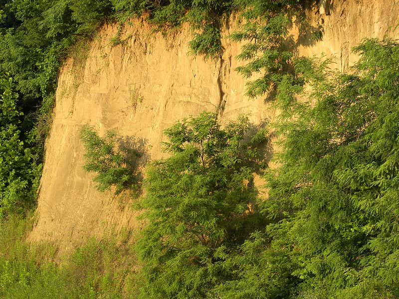 Le loess, visible ici, est une roche sédimentaire détritique et donc riche en matière organique. Elle est fertile et était appréciée des agriculteurs du Néolithique. Ceux qui pouvaient cultiver sur ces terrains jouissaient d'un statut social particulier. © Wilson44691, Wikipédia, DP