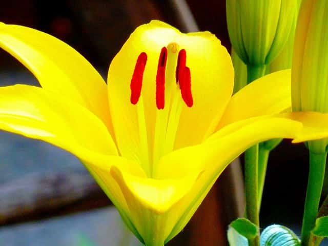 Naturellement, le lys peut être blanc, orange, rose ou jaune. Après une modification génétique, il existe désormais des lys bleus. © gelinh, Flickr CC by nc-sa 2.0