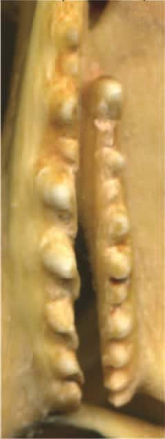 Ces deux rangées de dents de la mâchoire supérieure accueillent entre elles les dents de la mâchoire inférieure lorsque celle-ci est remontée. La nourriture est bloquée. Le mouvement de la mandibule vers l'avant se charge alors de la découper. © Adapté de Jones <em>et al. </em>2012, <em>Anatomical Record</em>