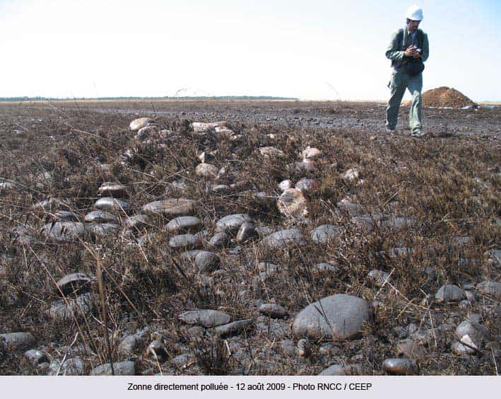 Le cossoul est une végétation de type steppe, tout à fait particulière et à peu près unique en Europe occidentale. En août 2009, un oléoduc s'est rompu et a libéré son pétrole dans le sol, au sein de la réserve Cossouls de Crau, affectant environ 5 hectares en surface. © RNCC/CEEP (photo publiée sur le site de la réserve)