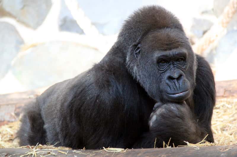 La communication gestuelle des gorilles est étudiée depuis de nombreuses années. Plus de 200 « mots » de ce langage ont déjà été répertoriés. © michÃ¨le 69600, Flickr, CC by-nc-nd 2.0