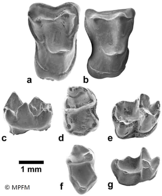 Les molaires d'<em>Afrasia djijidae</em>, le primate anthropoïde qui a probablement migré de l'Asie à l'Afrique durant l'Éocène moyen, ont été observées au microscope électronique à balayage. Les dents a et b proviennent d’une mâchoire supérieure (en vue occlusale, à savoir du haut). Les deux autres molaires trouvées au Myanmar appartiennent à la mâchoire inférieure. Les photographie c à e présentent la première d’entre elles respectivement en vue linguale, occlusale et buccale oblique. La dernière dent est montrée en vue occlusale (f) et buccale oblique (g). © MPFM