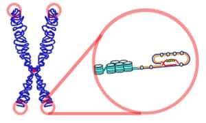 Les télomères sont représentés sur ce schéma : il s’agit de séquences génétiques situées sur les extrémités des chromosomes, faisant office de coiffe protectrice. © Samulili, Wikipédia, cc by sa 3.0