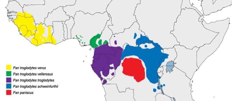 Carte de répartition des chimpanzés communs <em>Pan troglodytes</em> (différentes couleurs en fonction des sous-espèces) et des bonobos <em>Pan paniscus</em> (en rouge) en Afrique. © Cody.pope, <em>Wikimedia common</em>, DP