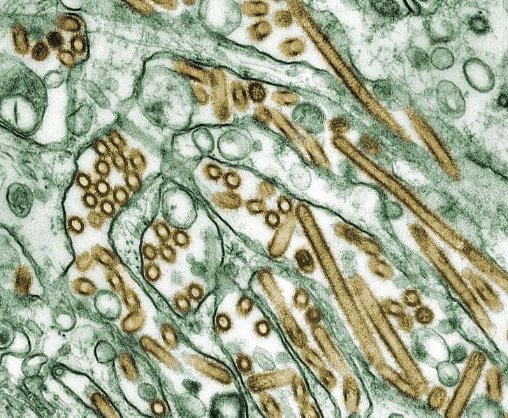 Le H5N1 apparaît ici en doré dans ces cellules rénales de canidé. C'est un virus à ARN très dangereux chez les oiseaux et chez l'Homme. © CDC, Wikipédia, DP