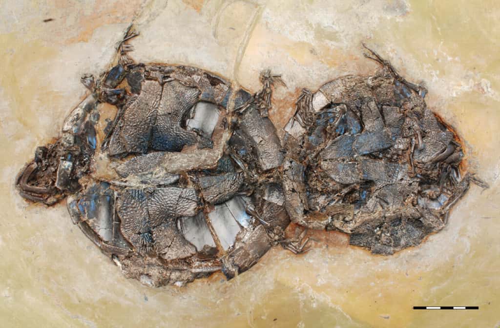 Enlacées pour l'éternité : ce couple de tortues <em>Allaeochelys crassesculpta</em> a péri brutalement et est resté figé au fond de la vase d'un lac volcanique. © Walter G. Joyce <em>et al.</em>/ <em>Biology Letters</em>