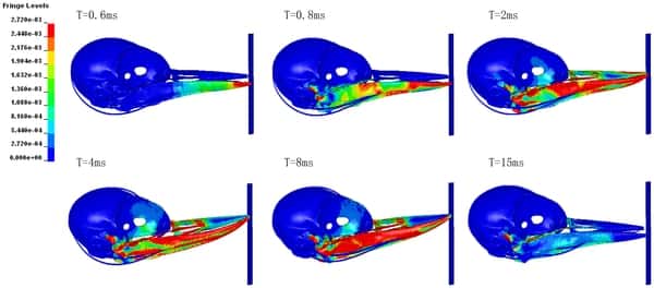 Ce schéma montre l'évolution des forces de pression exercées au cours du temps après l'impact dans le crâne de pivert. On constate que celles-ci s'exercent principalement sur le bec et au niveau de sa base. L'échelle de couleurs en haut à gauche indique l'intensité des pressions. © Wang <em>et al.</em>, <em>Plos One</em>