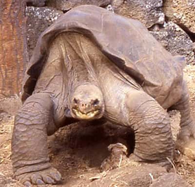 Malgré son apparence massive, George la tortue géante ne pesait que 90 kg. Sa carapace mesurait 102 cm de long aux dernières nouvelles. © <em>Chelonian Research Foudation</em>
