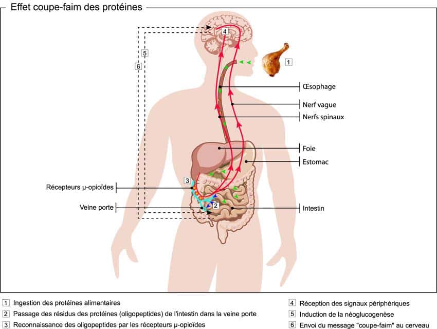 Ce schéma explique les interactions qui existent entre le système digestif et le système nerveux suite à l'ingestion de protéines. Les intestins servent de capteur et le cerveau de maître opérateur. Les régimes hyperprotéinés jouent donc sur ce principe. © Inserm, F. Koulikoff