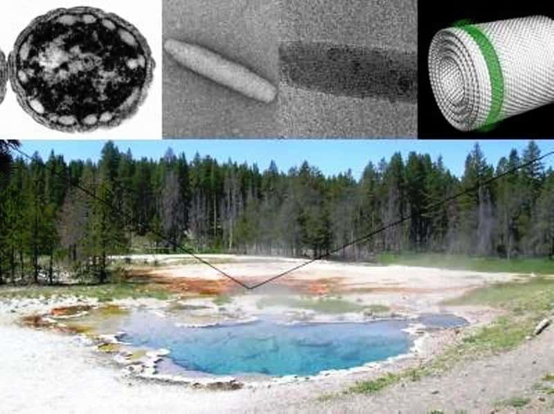 L'image montre une source chaude dans le parc national Yellowstone, Montana, un site où des bactéries sulfureuses vertes contenant des chlorosomes peuvent être trouvées dans les tapis aux couleurs vives. En haut à gauche on voit une micrographie prise au microscope électronique d'une de ces bactéries, Chlorobaculum tepidum. L'image au centre est une micrographie électronique d'une chlorosome. Tout à droite on peut voir un modèle moléculaire de la chlorophylle dans le chlorosome. Les molécules de chlorophylle individuelles sont illustrées en vert, leurs queues hydrophobes pointant vers l'extérieur. © Donald Bryant, Penn State University