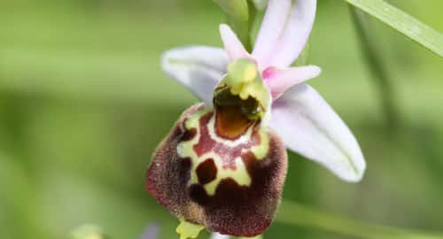 L'ophrys bourdon (<em>Ophrys fuciflora</em>), une orchidée commune en Europe, mais qui a besoin d'espaces protégés pour s'épanouir à loisir. © MNHN/Clémence Salvaudon