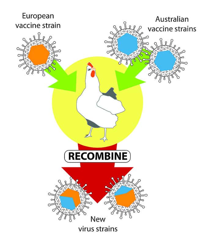 Ce schéma explique simplement le processus de la recombinaison. Un animal est porteur dans un même laps de temps de la souche vaccinale européenne (<em>European vaccine strain</em>) et d'une des souches australiennes (<em>Australian vaccine strain</em>). Dans le corps de l'oiseau, ces virus s'échangent des parties de leur ADN et donnent naissance à des nouveaux variants (<em>New virus strains</em>). © Australian Science Media Centre, Flickr, cc by nc sa 2.0