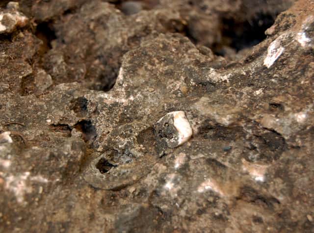 C'est en voulant étudier cette petite dent incluse dans un bloc de roche que les chercheurs ont découvert le squelette le plus complet jamais trouvé d'un ancêtre de l'Homme, selon leurs propos. © <em>University of the Witwatersrand</em>, Johannesburg