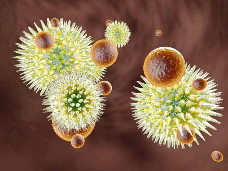 Des globules blancs trop actifs empêchent le système immunitaire d'éliminer son pire ennemi : le VIH. © Fotolia
