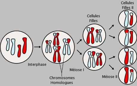 Ce schéma explique la méiose. À partir de deux paires de chromosomes homologues, on observe de la recombinaison génétique qui aboutit, à terme, à quatre gamètes tous constitués d'un patrimoine génétique différent. © NIH, Wikipédia, DP