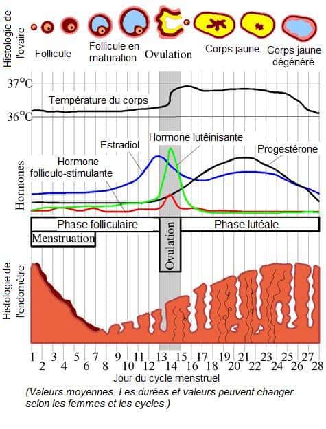 Ce schéma montre l'évolution des taux d'hormones chez la femme au cours de son cycle menstruel, ainsi que l'évolution de l'ovule et de l'endomètre. LH (hormone lutéinisante), progestérone, estradiol et FSH (hormone folliculo-stimulante) varient beaucoup sur les 28 jours. © Chris73, Wikipédia, cc by sa 3.0
