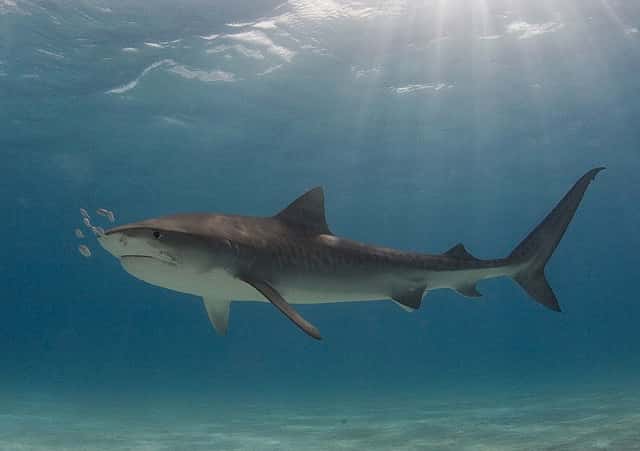 Les requins tigres, dont le corps est brun-gris et strié par des zébrures verticales, peuvent atteindre 4 m de long et peser jusqu'à 500 kg. Ils seraient responsables d'environ 20 % des attaques fatales. © Willy Volk, Flickr, CC by-nc-sa 2.0