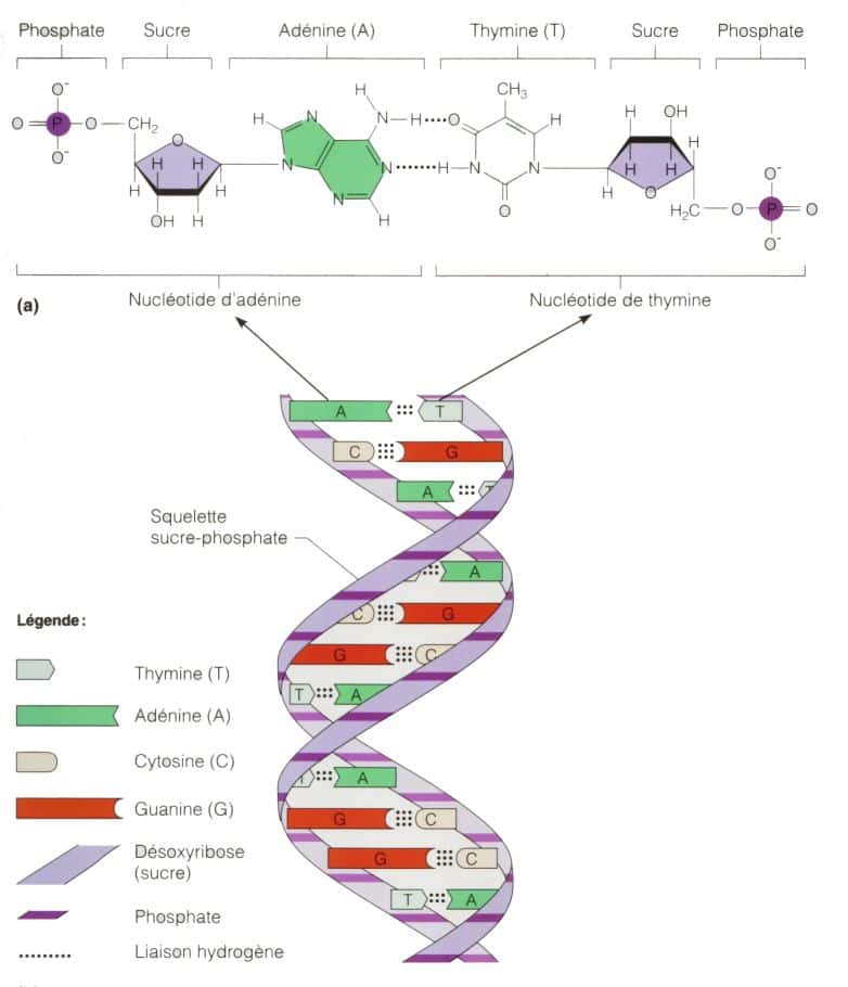 Une image illustrant la structure de L'acide désoxyribonucléique (ADN). Sa structure est celle d'une double hélice composée de deux brins complémentaires. Chaque brin est constitué d'un enchaînement de quatre nucléotides A, G, C et T. L'information génétique est codée par l'ordre dans lequel s'enchaînent ces quatre nucléotides. © Site de Biologie du réseau Collégial du Québec