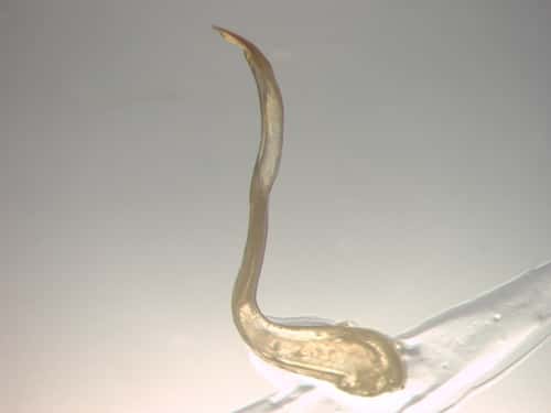 <br />Cette dent de <em>Pterygoplichthys disjunctivus </em>se tient naturellement droite (à gauche), mais elle peut être pliée vers l’arrière (à droite). La région flexible est connectée à la base horizontale de la dent collée sur la plaque de verre. Elle est particulièrement pauvre en calcium. © Tom Geerinckx, UGent
