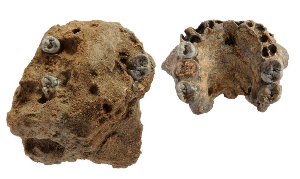 Le fossile de gauche a été trouvé en l'état lors des fouilles à l'est du lac Turkana. Il s'agit de l'échantillon KNM-ER 62.000 qui correspond à des os de la face d'une nouvelle espèce appartenant au genre <em>Homo</em>. L'image de droite présente le même fossile, débarrassé de sa gangue de sédiments. © Freed Spoor, NMK