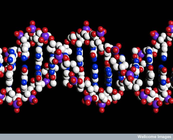 Sur l'ADN viennent se fixer des éléments qui favorisent ou inhibent la lecture des gènes. Les méthylations par exemple empêchent les enzymes chargées de la transcription de faire leur travail. © Peter Artymiuk, Wellcome Images, Flickr, cc by nc nd 2.0