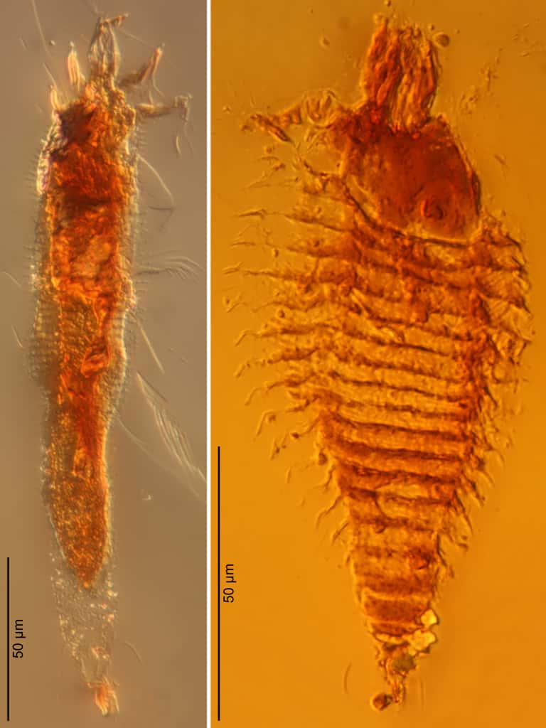 Ces deux acariens ont été trouvés au sein de gouttelettes d'ambre découvertes dans les Dolomites en Italie. Ils seraient âgés de 230 millions d'année. Il s'agit d'espèces nouvelles appartenant au groupe des ériophyoïdes, des parasites de plantes : <em>Triasacarus fedelei </em>(à gauche) et <em>Ampezzoa triassica </em>(à droite)<em>.</em> © <em>Universität Göttingen </em>/ Alexander Schmidt
