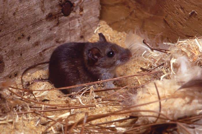 Les souris de l'espèce <em>Peromyscus maniculatus</em> sont les rongeurs responsables de cette épidémie, probablement avec des campagnols du genre <em>Microtus</em>. © CDC, DP