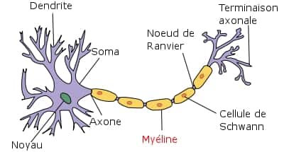 Voici à quoi ressemble un neurone (en violet). L'axone est entouré d'une gaine lipidique, servant à isoler électriquement les fibres nerveuses, à l'instar du plastique sur les câbles électriques : c'est la myéline. Lorsque celle-ci est détruite, l'information nerveuse circule mal et ne peut atteindre les organes ciblés, ce qui peut conduire à la paralysie. © Selket, Wikipédia, cc by sa 3.0