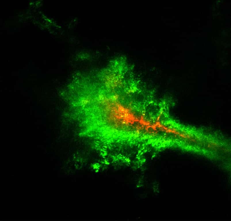 Image obtenue en temps réel de la diffusion des nanoparticules dans le cerveau d'un rongeur. Recouvertes de polyéthylène-glycol (en vert), les nanoparticules diffusent plus rapidement que celles qui en sont dépourvues (en rouge). © Elizabeth Nance, Graeme Woodworth, Kurt Sailor