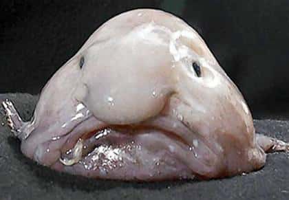 Le blobfish perd indéniablement de sa superbe une fois remonté à la surface. © Kerryn Parkinson