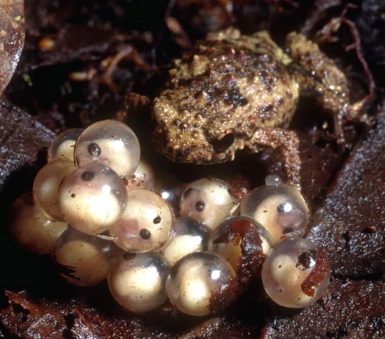 Cette grenouille brune du genre <em>Albericus</em> protège ses œufs... dans un arbre. Elle vit en Papouasie Nouvelle-Guinée. © David Bickford